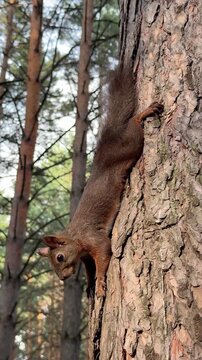 A red squirrel clinging head-down to a pine trunk. Vertical 4K footage
