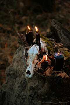 old animal skull with burning black candles close up in forest, dark natural background. symbol of death, terrible, scary. Mysticism, occultism, witchcraft, magic ritual. samhain, Halloween holidays