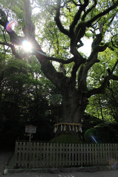Massive sacred camphor tree wrapped with a shimenawa rope and shide paper streamers at Atsuta Shrine in Nagoya, Aichi, Japan July 2026.