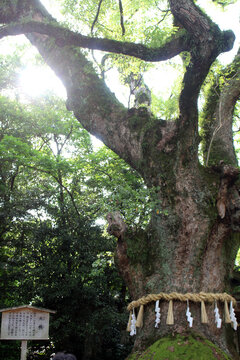 Massive sacred camphor tree wrapped with a shimenawa rope and shide paper streamers at Atsuta Shrine in Nagoya, Aichi, Japan July 2026.