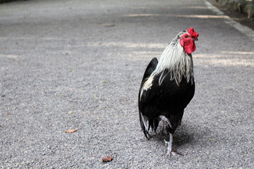 sacred rooster standing on a gravel path f Atsuta Shrine in Nagoya, Japan July 2026. © leodaphne
