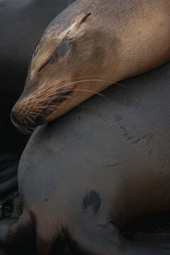 Sleeping California sea lion resting on another sea lion in San Diego