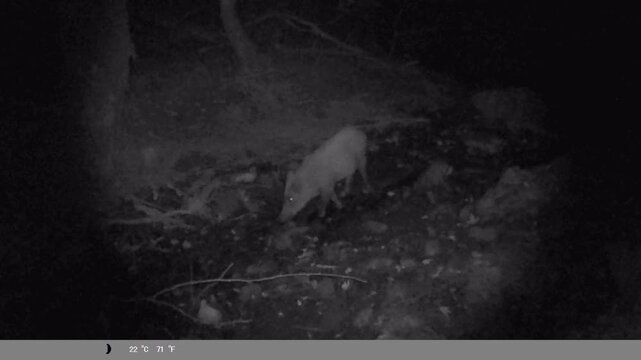 Night Vision Trail Cam of Wild Boar Drinking Water and Exploring Forest