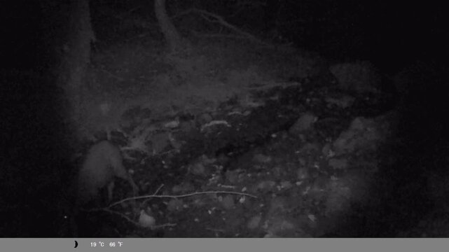Wild Boar Walking Through Forest at Night | Infrared Trail Camera Footage