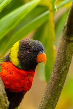 Portrait of Rainbow Lorikeet (Trichoglossus moluccanus)