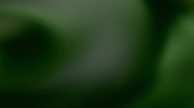 Atmospheric blurred texture with soft lilac and dark green gradients