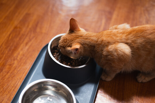 A small orange cat is eating dry food from a bowl placed on a wooden surface. The setting is indoors, suggesting a quiet moment during the afternoon
