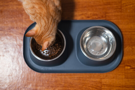 An orange cat is eating from a stainless steel bowl filled with dry food while another bowl holds clean water. The scene takes place on a wooden floor, showcasing a typical feeding area for pets