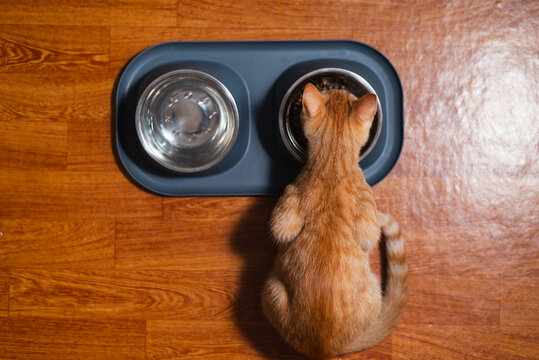 A young orange tabby cat is focused on eating from a bowl while a separate bowl of water sits nearby. The scene takes place on a wooden floor in a warm and comfortable home environment