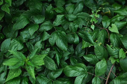 Lush green plants cover the ground in a natural area, showcasing different leaf shapes and sizes.
