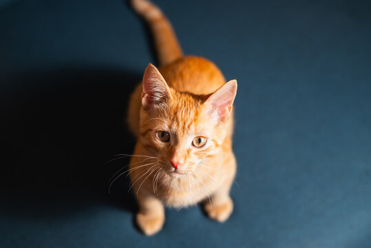 An orange cat sits on a blue surface, focused and alert. Its eyes are wide as it gazes upwards, displaying curiosity and engagement with its surroundings