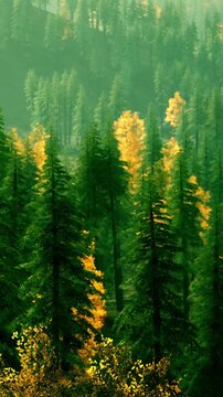 Leaves change to yellow in a forest filled with tall green trees. Sunlight filters through the branches. This scene shows nature in autumn in the mountains.
