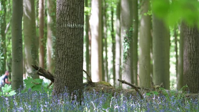Beech Trunks and Bluebell Undergrowth with Distant Visitor in Hallerbos Belgium during Spring Bloom, Static Shot