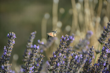 Moro-sphinx est un papillon capable de butiner sans jamais se poser © JAN KASZUBA