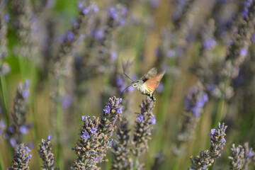 Moro-sphinx est un papillon capable de butiner sans jamais se poser © JAN KASZUBA
