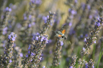 Moro-sphinx est un papillon capable de butiner sans jamais se poser © JAN KASZUBA