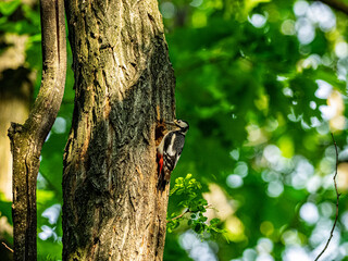 Fototapeta premium Great spotted woodpecker climbing a tree trunk in a green forest