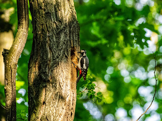 Fototapeta premium Great spotted woodpecker climbing a tree trunk in a green forest