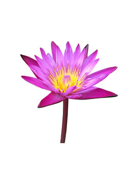 Isolated Water Lily Flower with clipping paths.