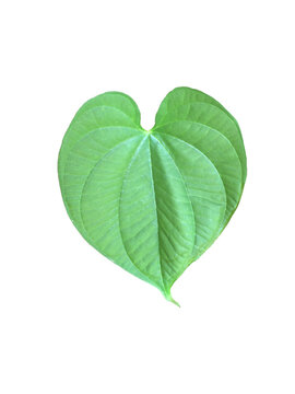 Isolated Lesser Yam leaf with clipping paths.