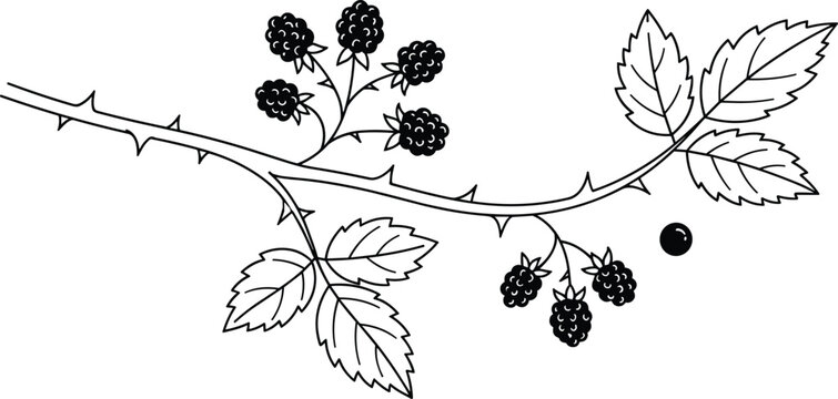 Wild Blackberry Branch Outline Graphic Featuring Thorny Bramble Stem Aggregate Berries And Serrated Leaves For Kids Coloring BookWild Blackberry Branch Outline Graphic Featuring Thorny Bramble Stem Ag