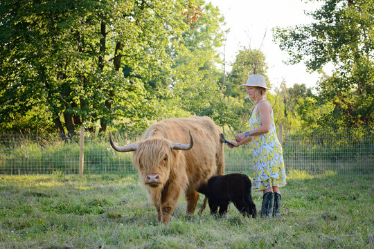 Woman grooming a highland cow with its calf nearby