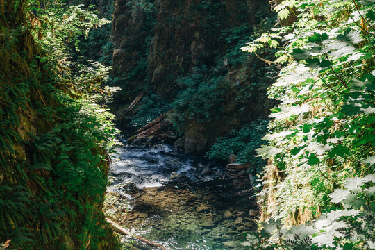 Sunlight hits a lush green canyon stream