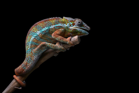 A chameleon panther perched on a tree trunk with a black background