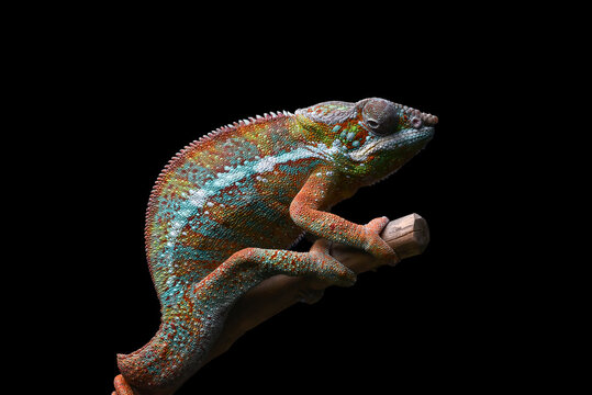 A chameleon panther perched on a tree trunk with a black background