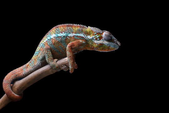 A chameleon panther perched on a tree trunk with a black background