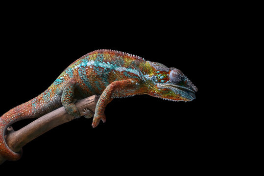 A chameleon panther perched on a tree trunk with a black background