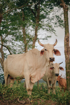 portrait of a zebu in the field in costa rica