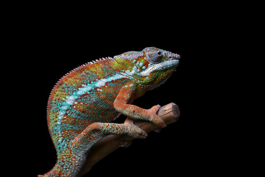 A chameleon panther perched on a tree trunk with a black background