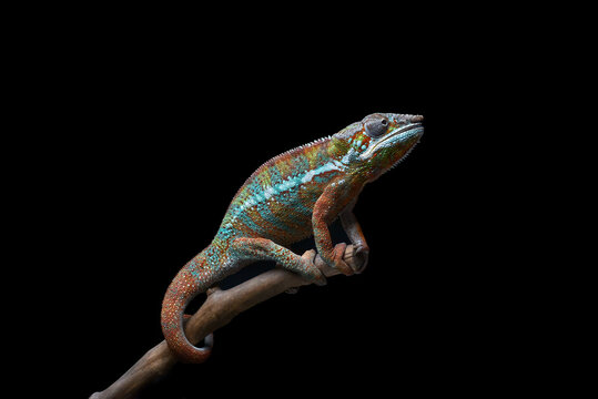 A chameleon panther perched on a tree trunk with a black background