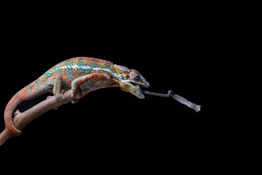A chameleon panther perched on a tree trunk with a black background
