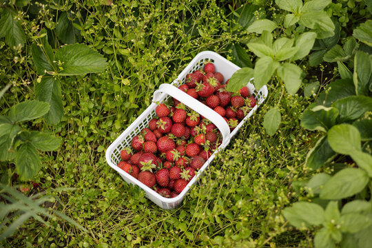 Looking down on fresh picked strawberries in basket resting in g