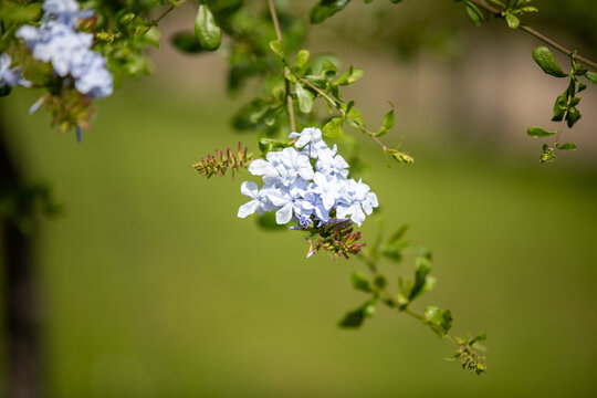 Serene blue plumbago flowers blooming in natural outdoor setting with green leaves close-up from below the plant.