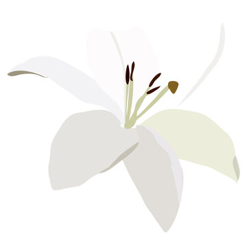 Minimalist Flat Vector Illustration of a Blooming White Lily Flower