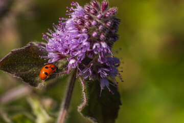 Macro photography of a tiny ladybug on a blooming wild water mint flower © LeonHansenPhoto