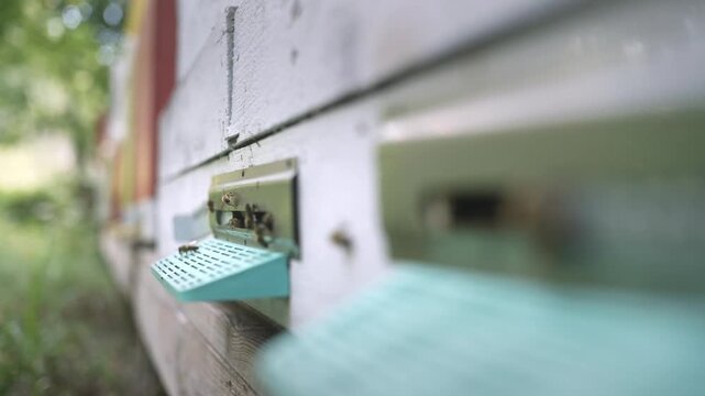 Bees flying outside the hive. Bee hive. Beekeeping \At the apiary. Bee yard in the forest