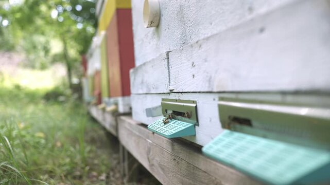 Beekeeping . At the apiary. Bee yard in the forest. Honey bees