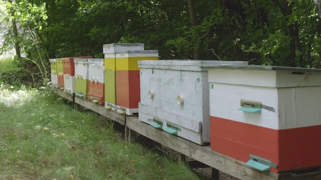 Bee hives in the forest. Bee houses. Wooden bee houses.At the apiary 