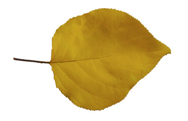 Naklejka premium Single yellow autumn leaf isolated on white background