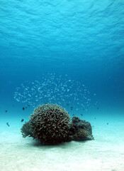 Clear blue underwater background with coral reef and copy space in Okinawa © bongoman