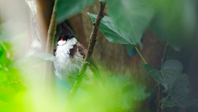 Red-whiskered bulbul bird perched on a branch surrounded by green leaves.A beautiful close-up wildlife shot of a Red-whiskered bulbul 