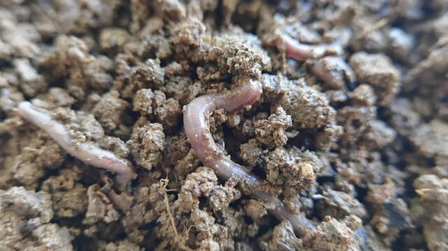 Earthworm Lumbricus terrestris insect burrowing into moist nutrient rich soil macro shot.