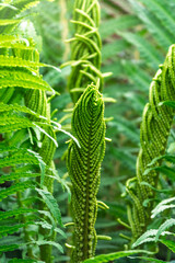 Natural green young ostrich fern or shuttlecock fern © Dmitrii Potashkin