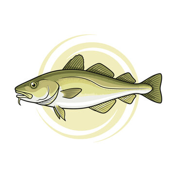 Atlantic cod fish illustration on white background.