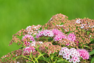 Obraz premium Flowers of Spiraea japonica double play pink, the Japanese meadowsweet, Japanese spiraea or Korean spiraea. It is a plant in the family Rosaceae.