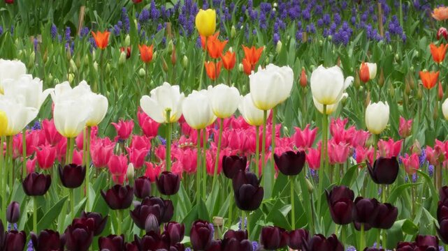 春の公園を彩る多種多様なチューリップとムスカリの花壇